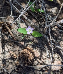 Claytonia lanceolata