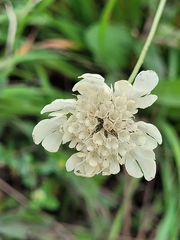 Scabiosa ochroleuca
