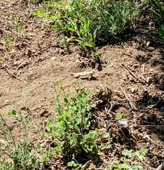 Phrynosoma blainvillii