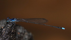 Prodasineura laidlawii