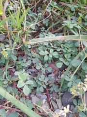 Melilotus officinalis