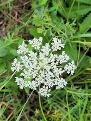 Daucus carota