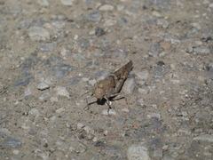 Trimerotropis pallidipennis