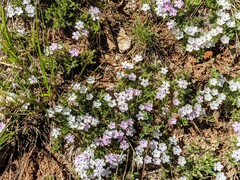 Phlox austromontana