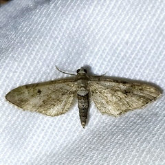 Eupithecia absinthiata