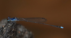 Prodasineura laidlawii