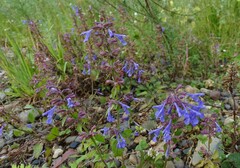 Dracocephalum nutans