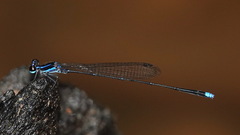 Prodasineura laidlawii