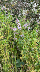 Mentha longifolia