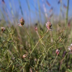 Dalea brachystachya