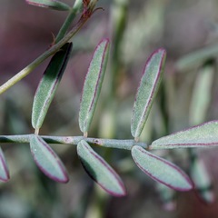 Dalea brachystachya