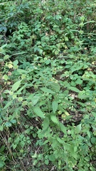 Chaiturus marrubiastrum