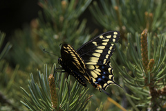 Papilio