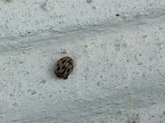 Propylea quatuordecimpunctata