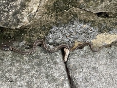 Thamnophis marcianus