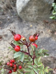 Rosa californica