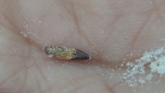 Plodia interpunctella