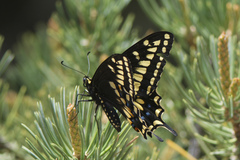 Papilio