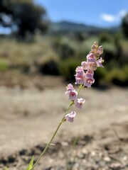 Penstemon palmeri