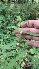 Chaiturus marrubiastrum