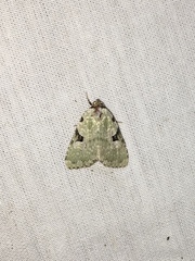 Leuconycta diphteroides