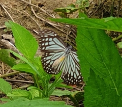 Parantica