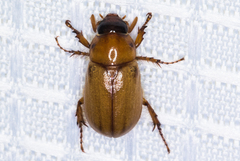 Cyclocephala pasadenae