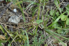 Decticus verrucivorus