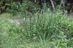 Digitaria ciliaris
