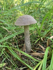 Leccinum holopus