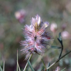 Dalea brachystachya