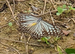 Parantica
