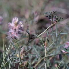 Dalea brachystachya