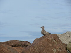 Larus argentatus image