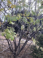 Juglans hindsii