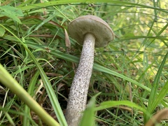 Leccinum holopus