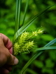 Carex lupulina