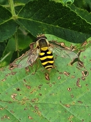 Syrphini