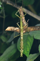 Phasmida