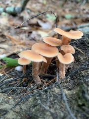 Laccaria laccata