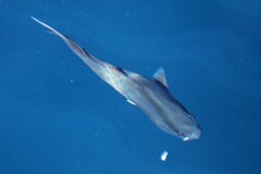 Seriola rivoliana
