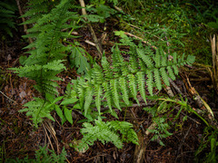 Dryopteris clintoniana