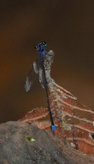 Prodasineura laidlawii