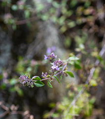 Ziziphora clinopodioides
