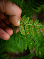 Dryopteris clintoniana