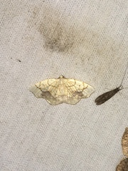Nematocampa resistaria