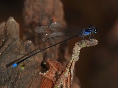 Prodasineura laidlawii