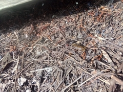 Eleutherodactylus campi