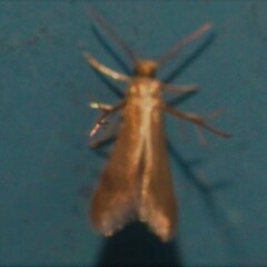 Schreckensteinia erythriella