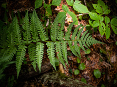 Dryopteris clintoniana